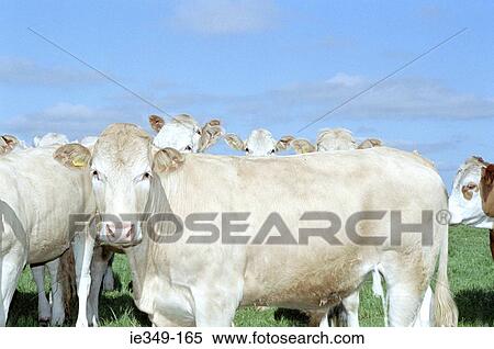 Stock Photography - Cows. Fotosearch