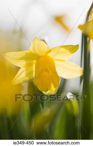 Daffodil View Large Photo Image Stock Image - Daffodil. Fotosearch