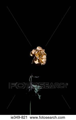Stock Image - Dead rose. Fotosearch
