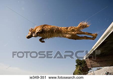 Dog jumping View Large Photo Image Stock Image - Dog jumping. Fotosearch