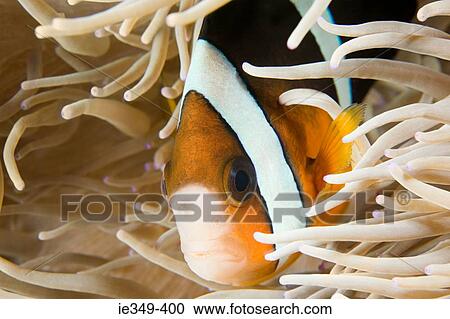 Fish and anemone View Large Photo Image Stock Image - Fish and anemone. Fotosearch