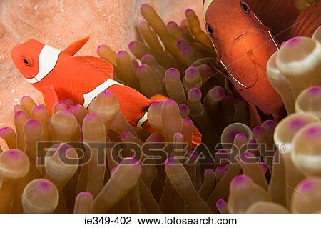 Fish and anemone View Large Photo Image Stock Image - Fish and anemone. Fotosearch