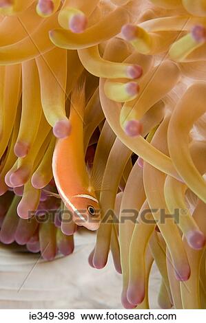 Stock Photo - Fish and anemone. Fotosearch