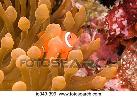 Stock Photo - Fish and anemone. Fotosearch