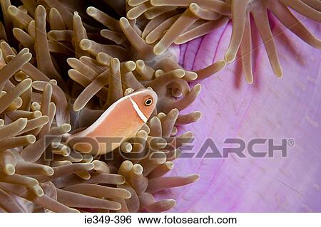 Stock Photograph - Fish and anemone. Fotosearch