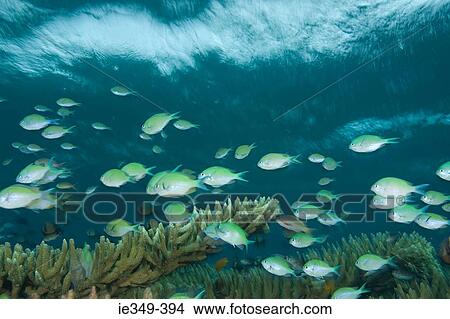 Picture - Fish and coral. Fotosearch