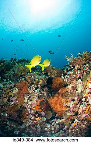 Picture - Fish and coral reef. Fotosearch