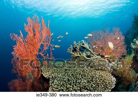 Stock Image - Fish and coral reef. Fotosearch