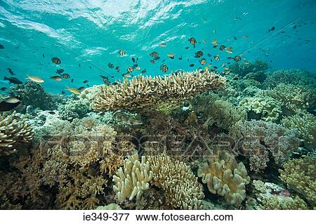 Stock Photo - Fish and coral reef. Fotosearch