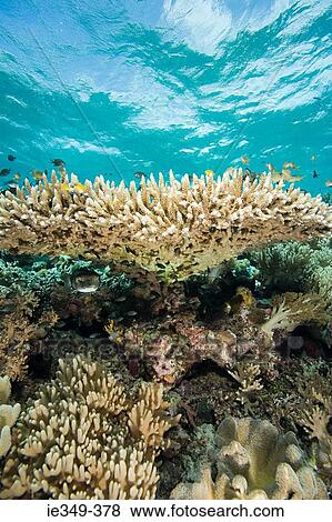 Stock Photo - Fish and coral reef. Fotosearch