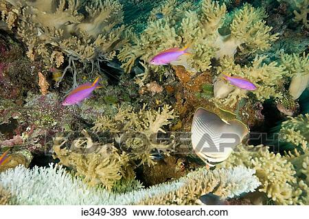Fish and coral View Large Photo Image Stock Image - Fish and coral. Fotosearch