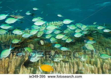 Stock Photography - Fish and coral. Fotosearch