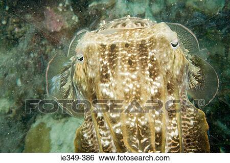 Stock Photograph - Fish in the ocean. Fotosearch