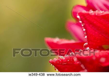 Flower with dewdrops View Large Photo Image Stock Photo - Flower with dewdrops. Fotosearch