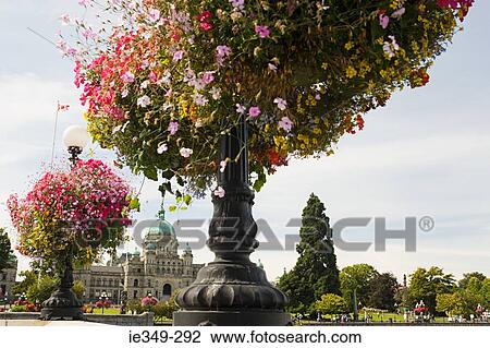 Flowers and british columbia parliament buildings View Large Photo Image Stock Image - Flowers and british columbia parliament buildings. Fotosearch