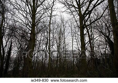 Stock Image - Forest of bare trees. Fotosearch