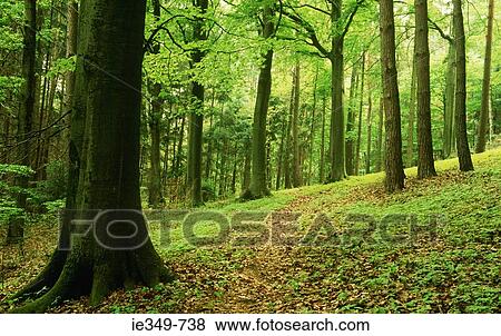 Forest View Large Photo Image Stock Photo - Forest. Fotosearch