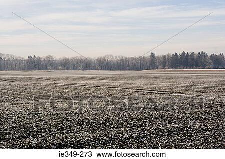 Frosty field View Large Photo Image Stock Image - Frosty field. Fotosearch