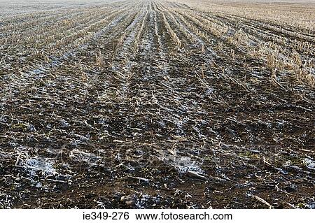 Frosty field View Large Photo Image Stock Photograph - Frosty field. Fotosearch