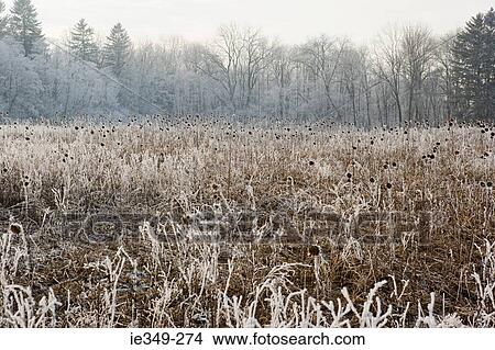 Frosty scene View Large Photo Image Picture - Frosty scene. Fotosearch