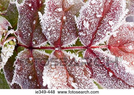 Frozen leaves View Large Photo Image Stock Photo - Frozen leaves. Fotosearch
