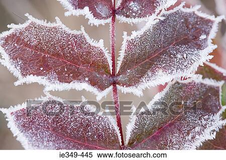 Frozen leaves View Large Photo Image Stock Photography - Frozen leaves. Fotosearch