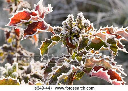 Frozen plant View Large Photo Image Stock Photo - Frozen plant. Fotosearch