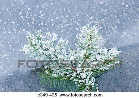 Frozen plant View Large Photo Image Stock Photography - Frozen plant. Fotosearch
