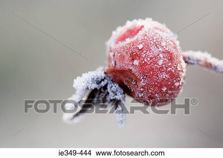 Frozen rosehip View Large Photo Image Picture - Frozen rosehip. Fotosearch