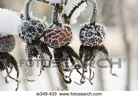 Frozen rosehips View Large Photo Image Stock Image - Frozen rosehips. Fotosearch