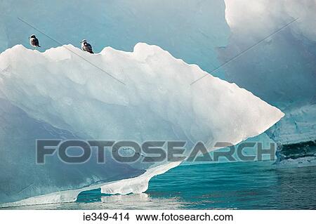 Herring gulls on iceberg View Large Photo Image Picture - Herring gulls on iceberg. Fotosearch