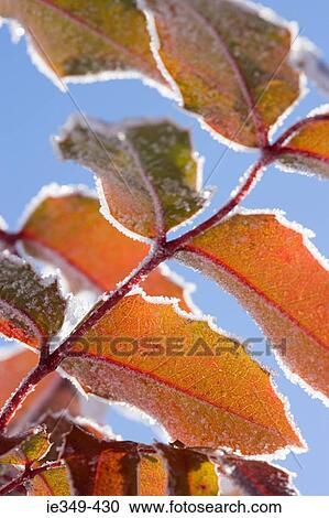 Leaves covered in snow View Large Photo Image Stock Image - Leaves covered in snow. Fotosearch