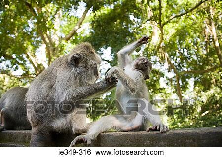 Longtail macaques View Large Photo Image Stock Photograph - Longtail macaques. Fotosearch