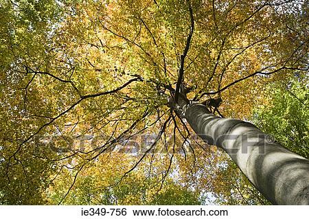 Low angle view of tree View Large Photo Image Stock Photograph - Low angle view of tree. Fotosearch