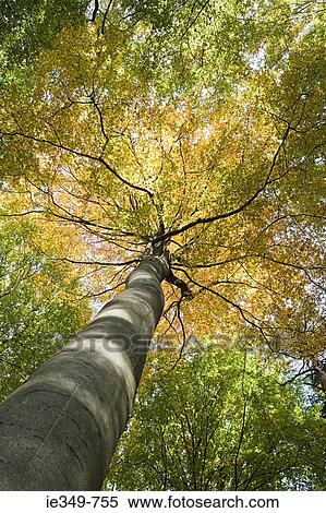 Low angle view of tree View Large Photo Image Stock Photography - Low angle view of tree. Fotosearch