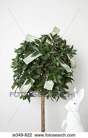 Money on a tree View Large Photo Image Stock Image - Money on a tree. Fotosearch