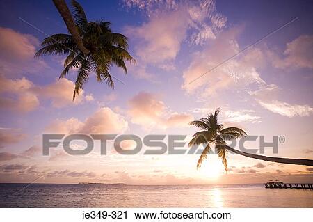 Palm trees over sea View Large Photo Image Stock Image - Palm trees over sea. Fotosearch