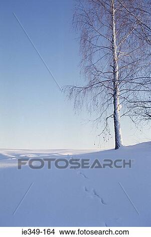 Peaceful winter scene View Large Photo Image Picture - Peaceful winter scene. Fotosearch