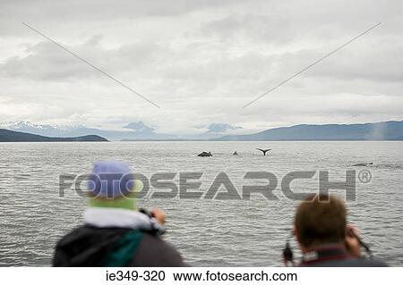 Stock Image - People watching humpback whales. Fotosearch