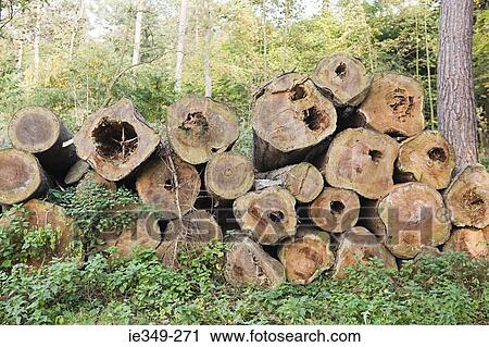 Pile of felled trees in forest View Large Photo Image Stock Image - Pile of felled trees in forest. Fotosearch