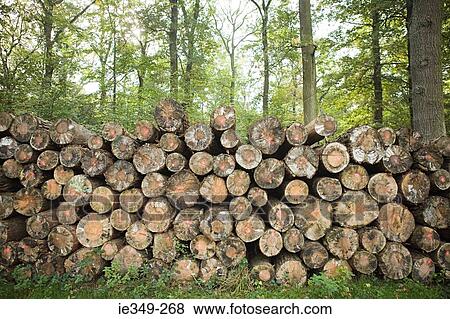 Pile of felled trees in forest View Large Photo Image Stock Photo - Pile of felled trees in forest. Fotosearch