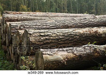 Pile of felled trees in forest View Large Photo Image Stock Photo - Pile of felled trees in forest. Fotosearch
