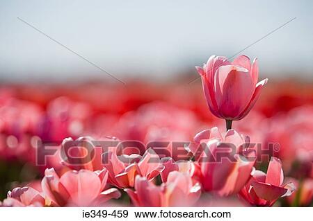 Pink flowers View Large Photo Image Stock Photo - Pink flowers. Fotosearch