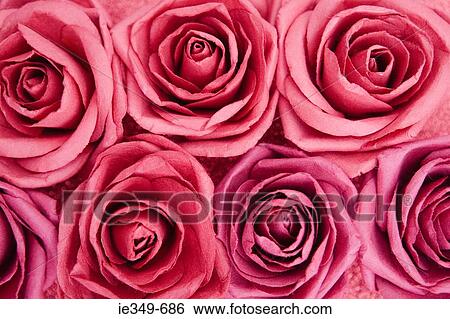 Pink roses View Large Photo Image Stock Photograph - Pink roses. Fotosearch