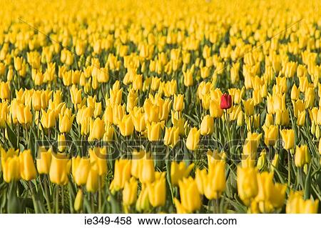 Red tulip in yellow tulips View Large Photo Image Stock Photo - Red tulip in yellow tulips. Fotosearch