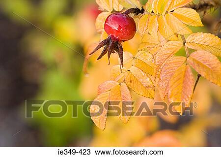 Rosehip and leaves View Large Photo Image Stock Image - Rosehip and leaves. Fotosearch