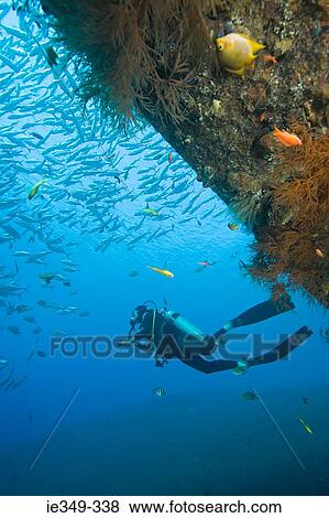 Scuba diver and fish View Large Photo Image Stock Photo - Scuba diver and fish. Fotosearch