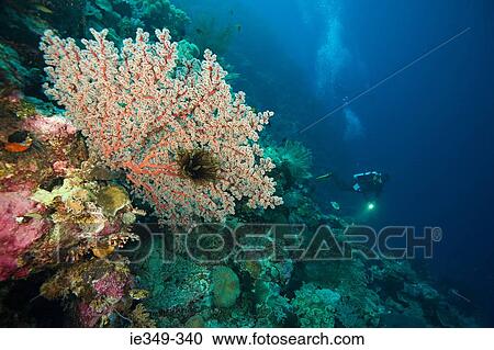 Scuba diver at coral reef View Large Photo Image Stock Image - Scuba diver at coral reef. Fotosearch