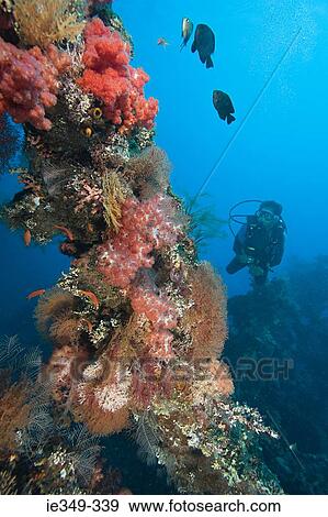 Scuba diver at coral reef View Large Photo Image Stock Photo - Scuba diver at coral reef. Fotosearch