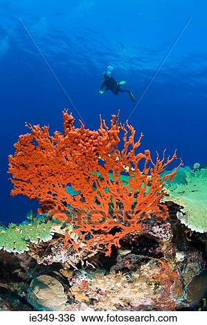 Scuba diver at coral reef View Large Photo Image Stock Photograph - Scuba diver at coral reef. Fotosearch